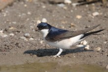 Mehlschwalbe beim Nestbau / Dr. Christoph Moning/NABU